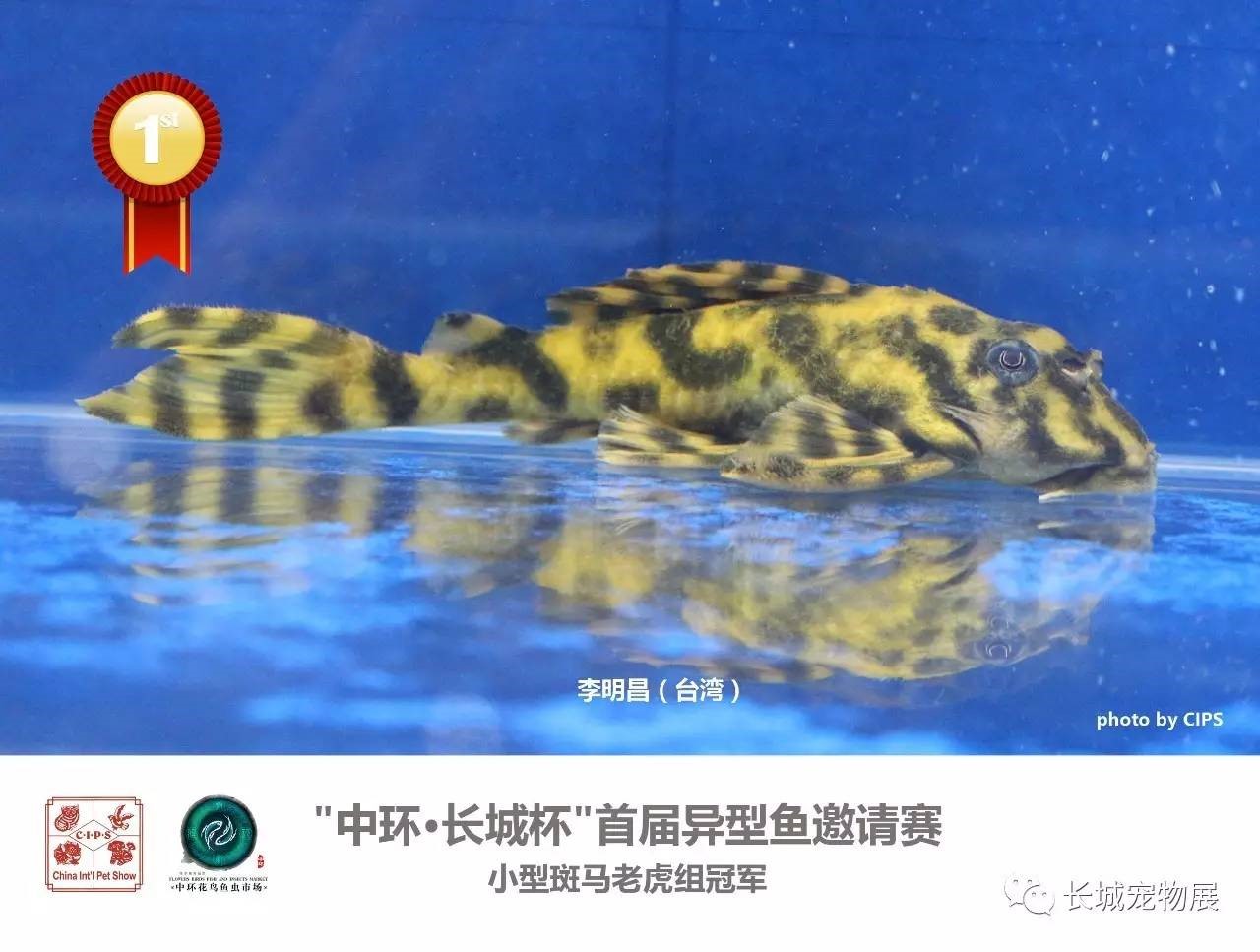 中环·长城杯”首届异型鱼邀请赛掀起“异型”热